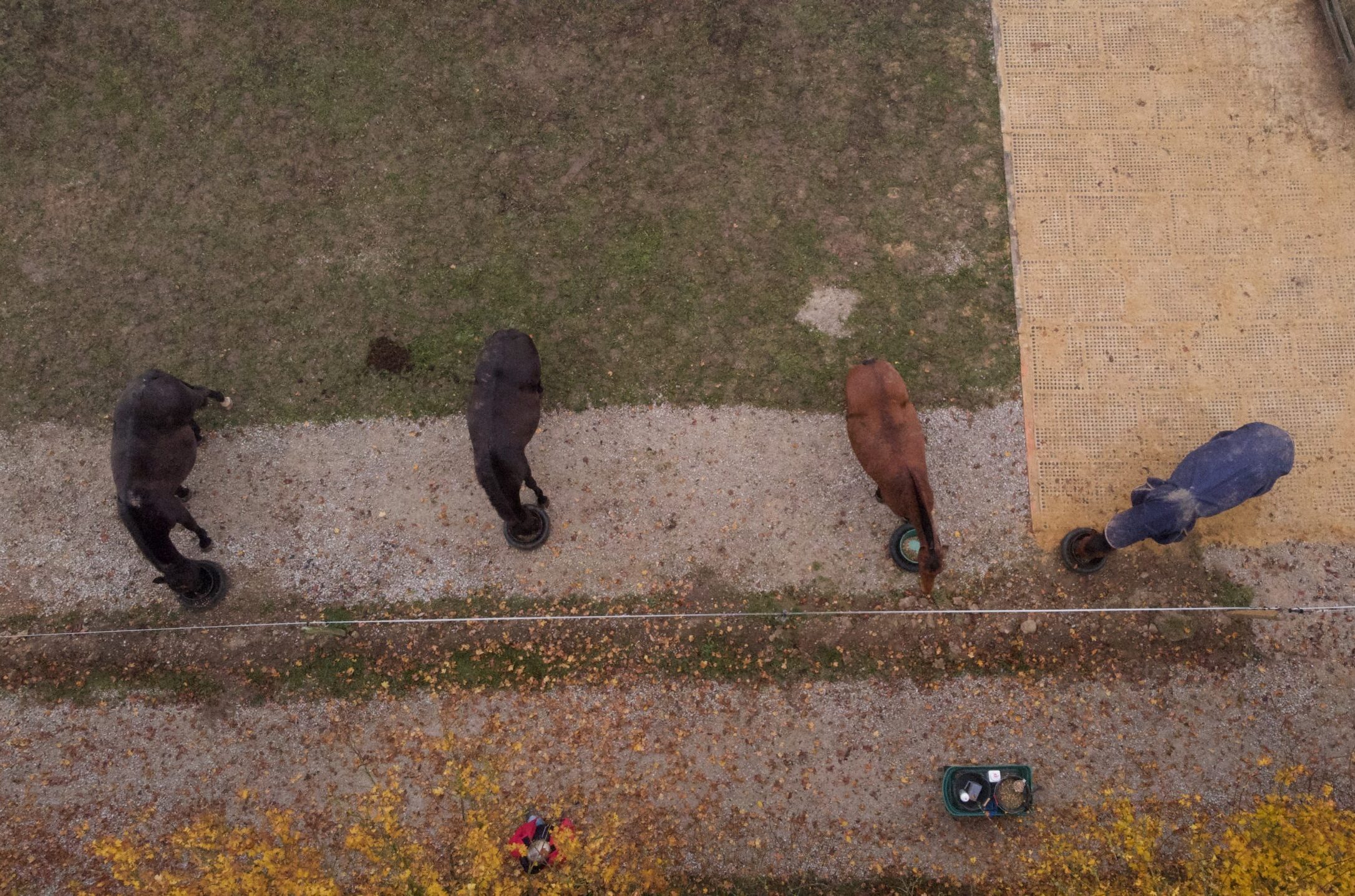distribution alimentaire quotidienne en hiver dans pension de chevaux pré près de rennes