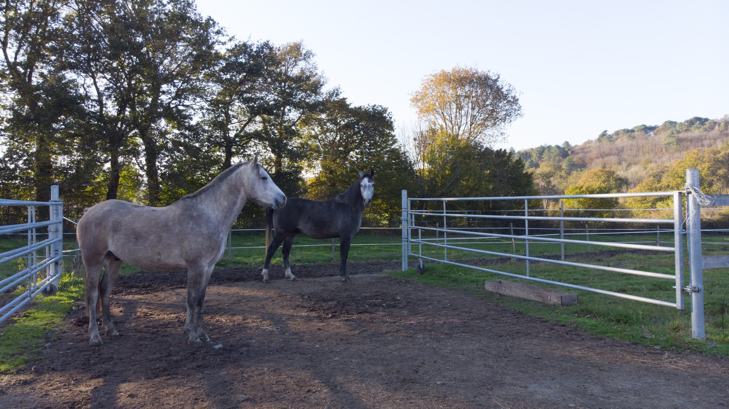 dalle stabilisée avec accès libre au paddock