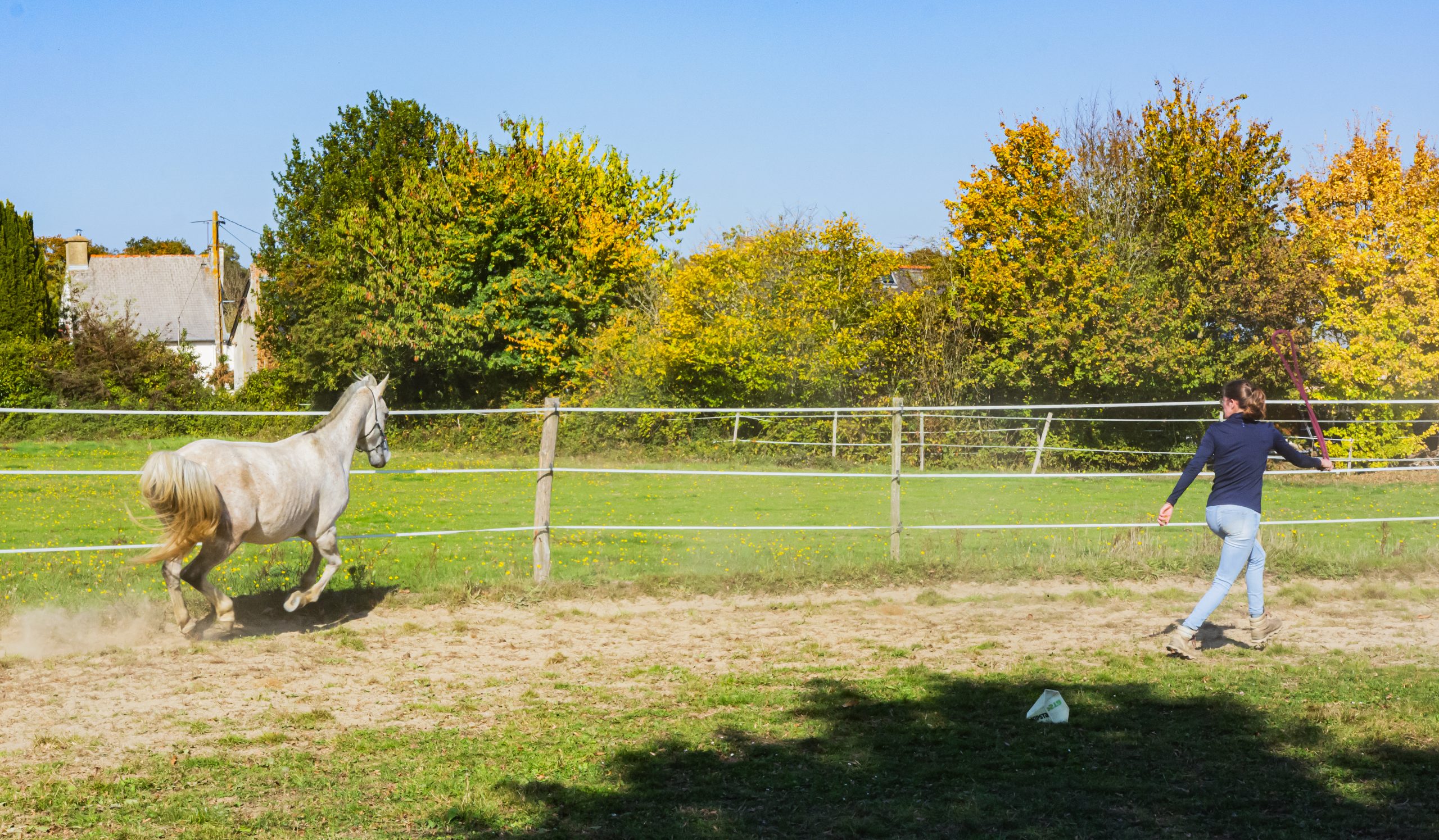rond de longe pour travail en liberté du cheval et ethologie