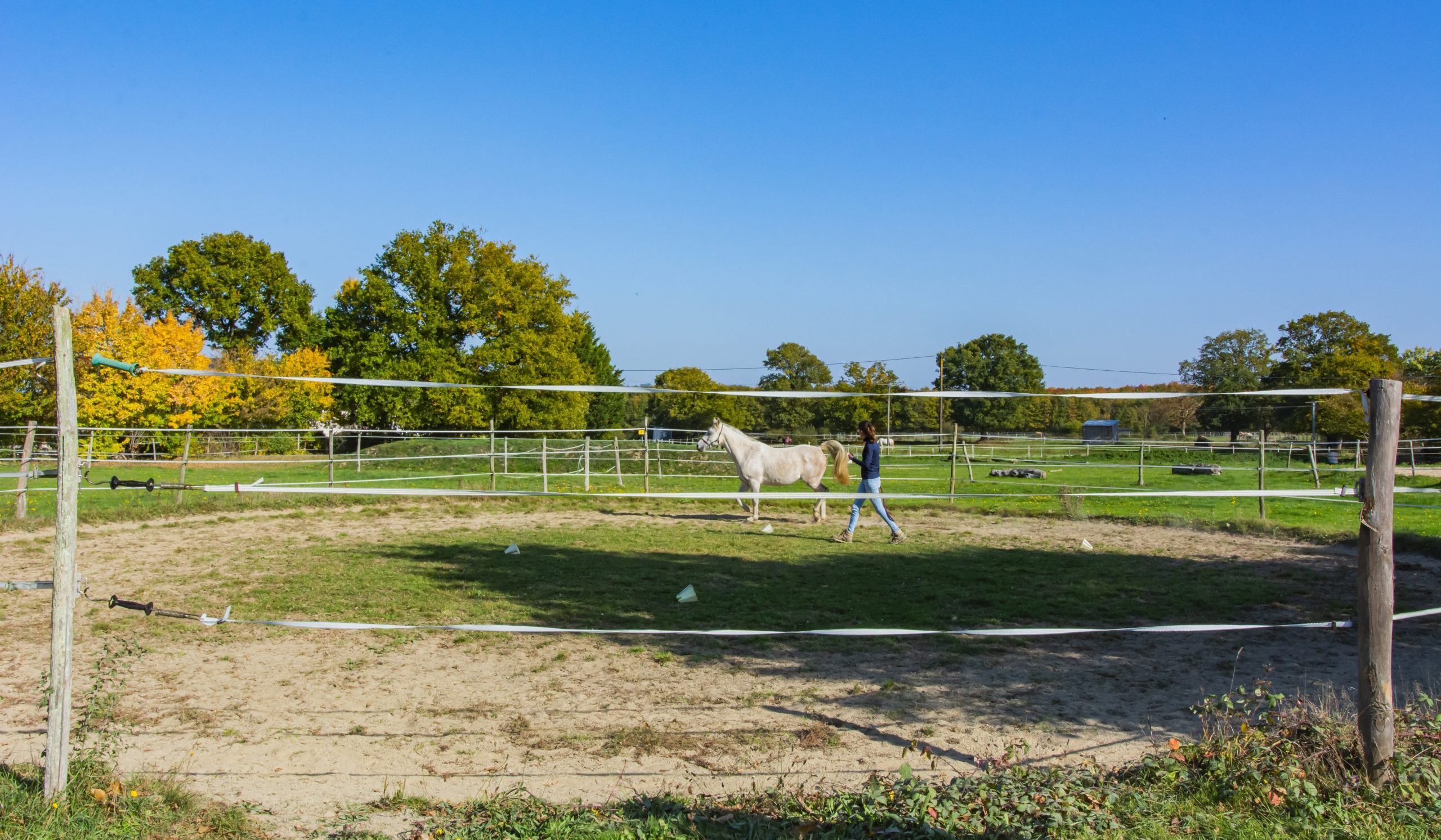 rond de longe pour travail en liberté du cheval