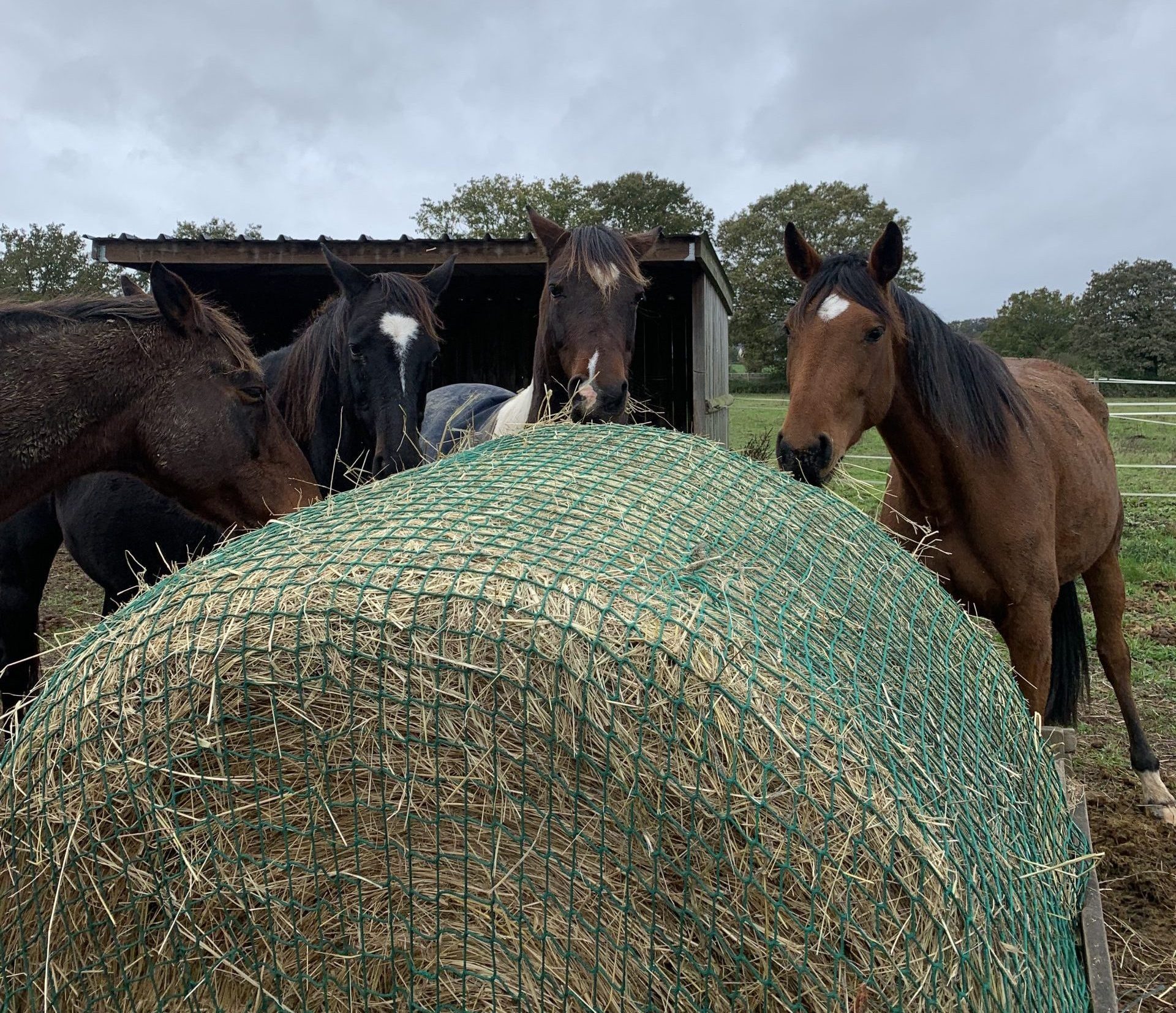 filet à foin avec maille pour foin a volonté dans pension de chevaux