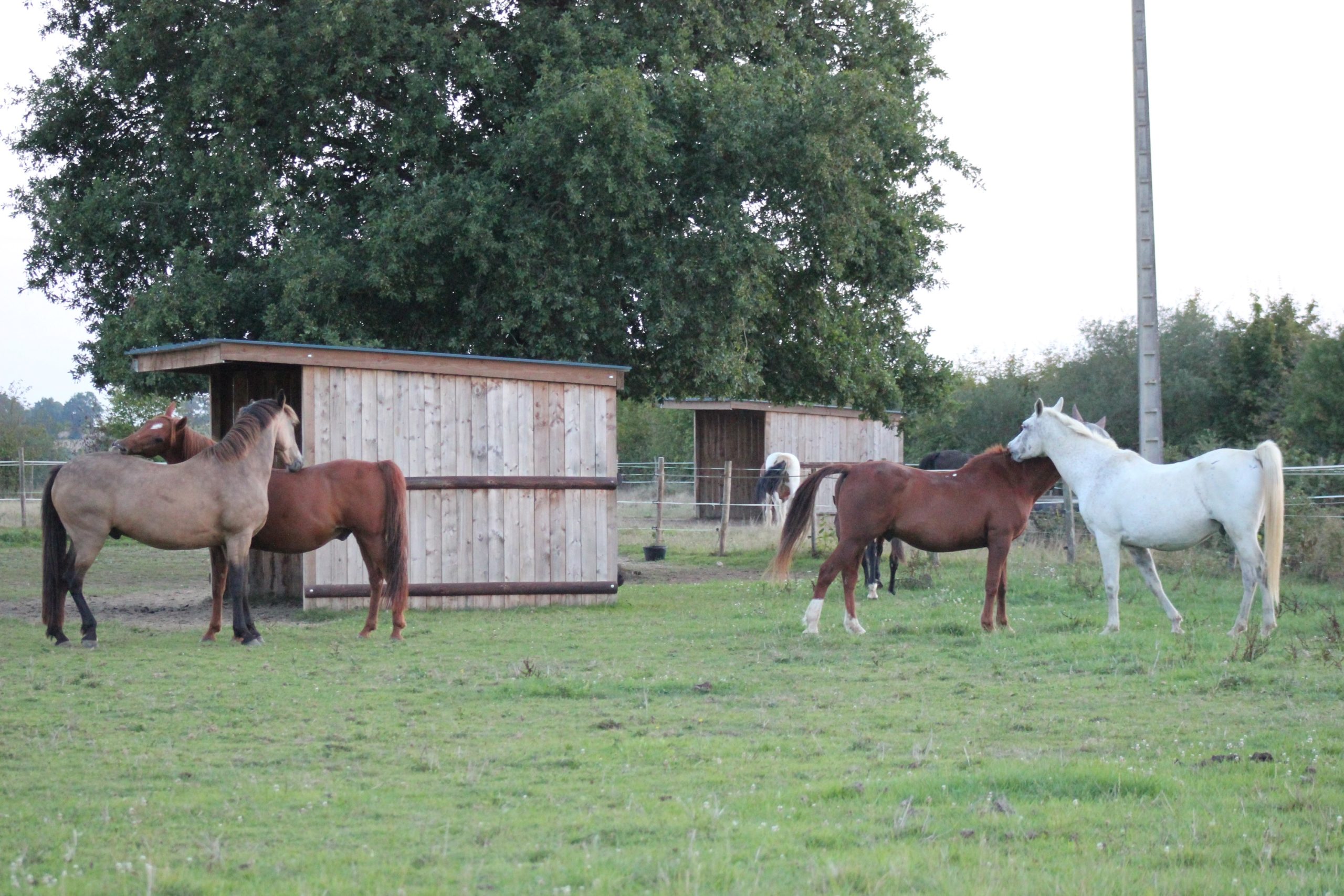 groupe de chevaux dans pension pré à guichen