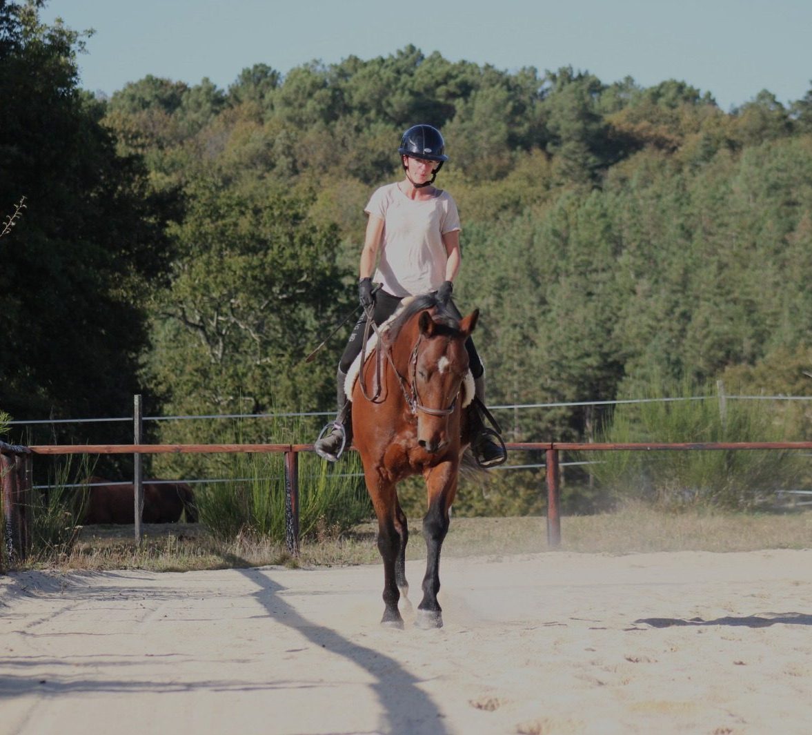 travail du cheval avec jeanne bardin