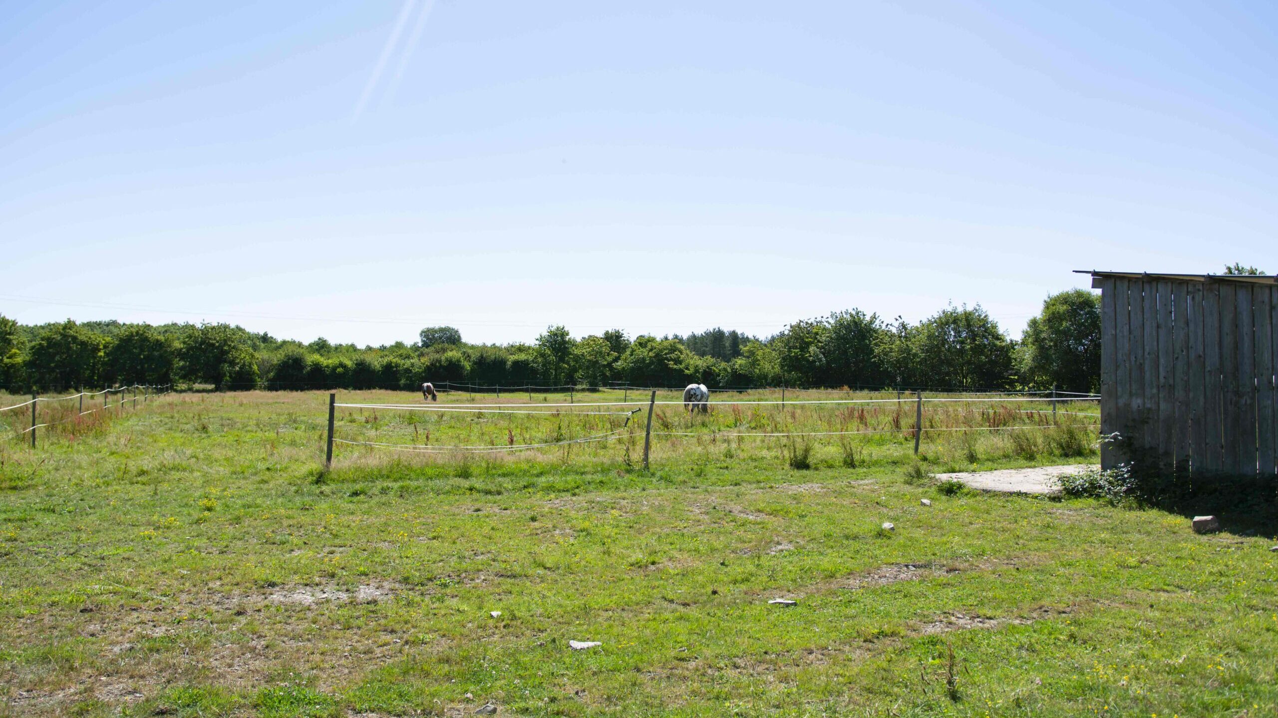 grand pré dans pension de chevaux à guichen