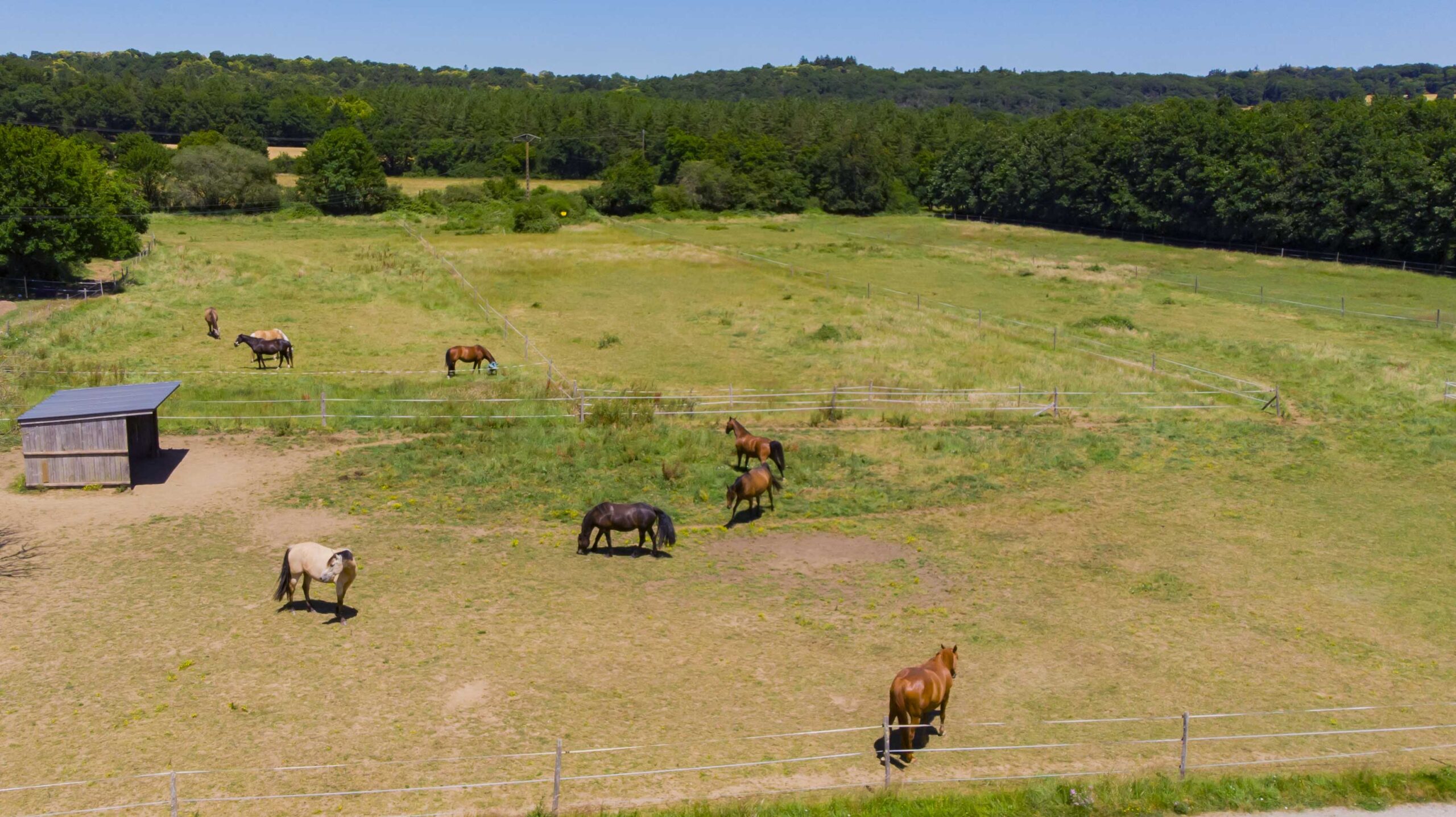 grande pature en herbe à la pension de chevaux de la cherbonnais près de rennes 35