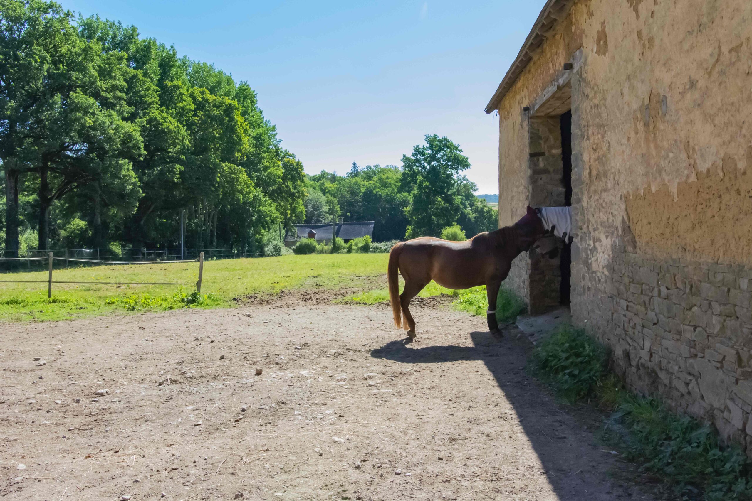 pension chevaux rennes avec dalle stabilisée ouverte sur pature en herbe